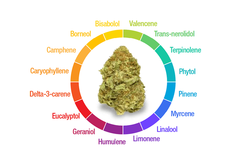 What Are Cannabis Terpenes? Aroma, Effects & How to Choose